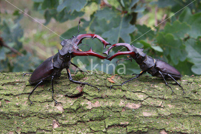 Stag Beetle (Lucanus cervus)