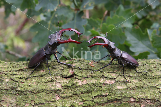 Stag Beetle (Lucanus cervus)