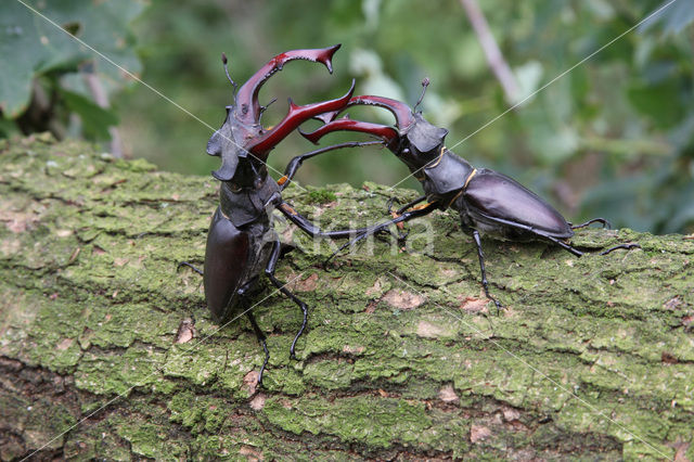 Vliegend hert (Lucanus cervus)