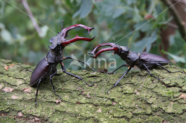 Stag Beetle (Lucanus cervus)