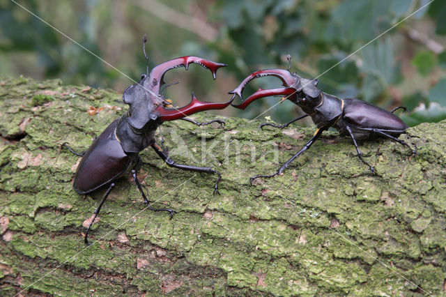 Stag Beetle (Lucanus cervus)