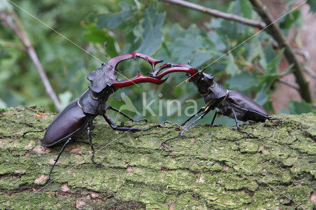 Stag Beetle (Lucanus cervus)