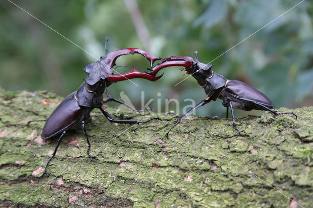 Stag Beetle (Lucanus cervus)