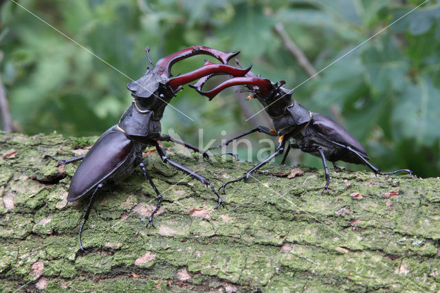 Vliegend hert (Lucanus cervus)