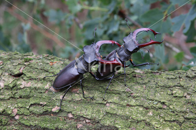 Stag Beetle (Lucanus cervus)