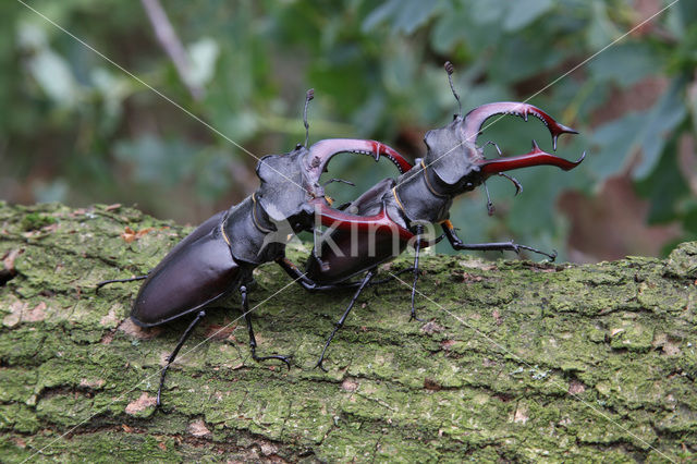 Vliegend hert (Lucanus cervus)