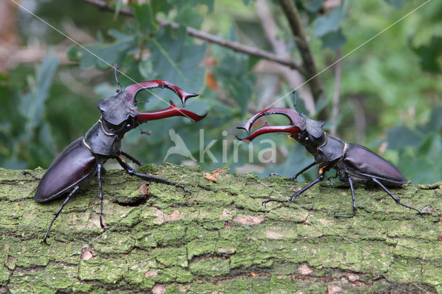 Stag Beetle (Lucanus cervus)