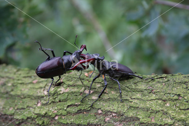 Vliegend hert (Lucanus cervus)