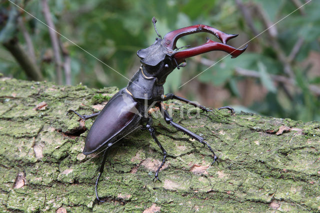 Stag Beetle (Lucanus cervus)