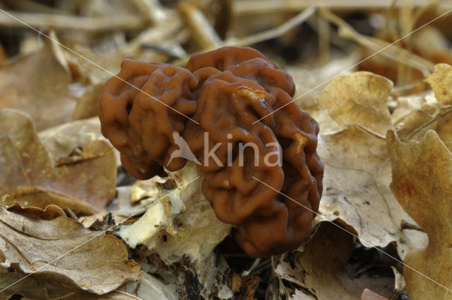 Voorjaarskluifzwam (Gyromitra esculenta)