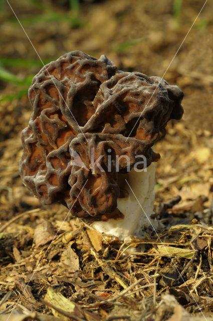 False Morel (Gyromitra esculenta)