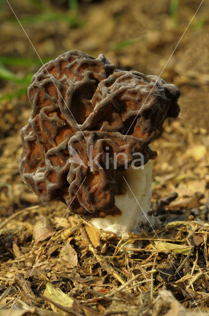 Voorjaarskluifzwam (Gyromitra esculenta)