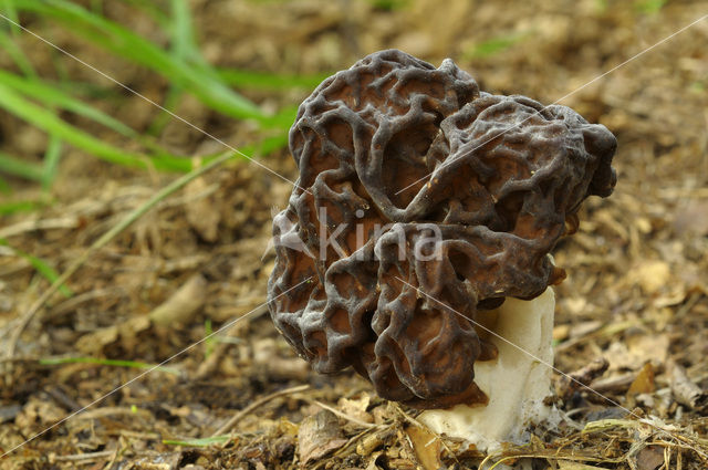 False Morel (Gyromitra esculenta)