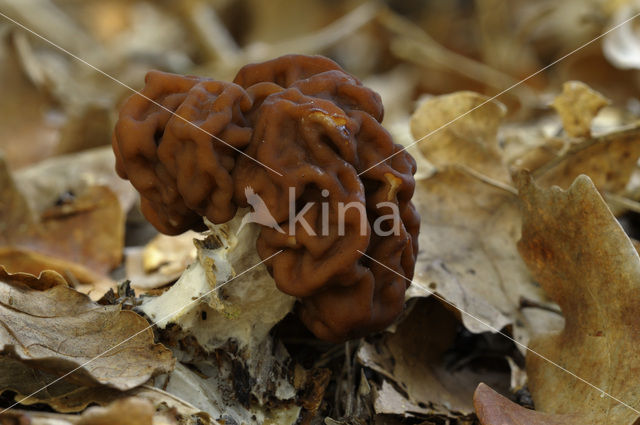 Voorjaarskluifzwam (Gyromitra esculenta)