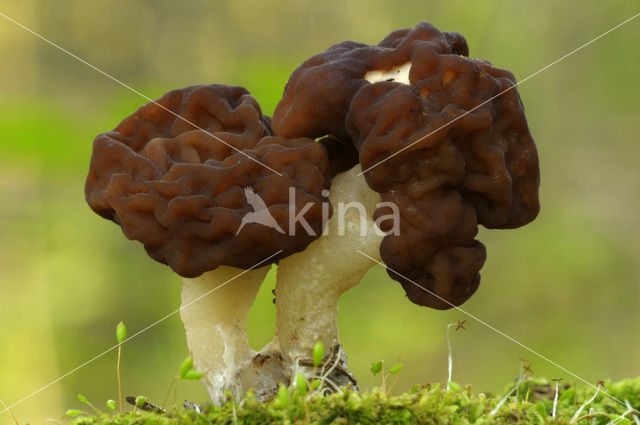 Voorjaarskluifzwam (Gyromitra esculenta)