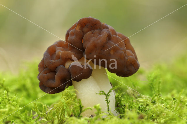 False Morel (Gyromitra esculenta)