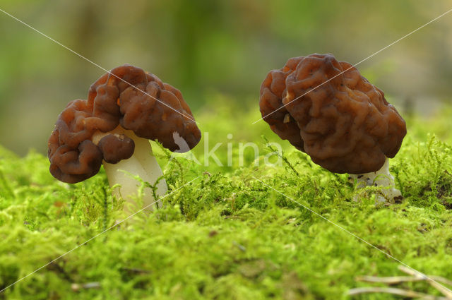 Voorjaarskluifzwam (Gyromitra esculenta)