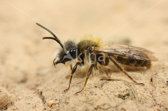 Tawny Mining Bee (Andrena fulva)