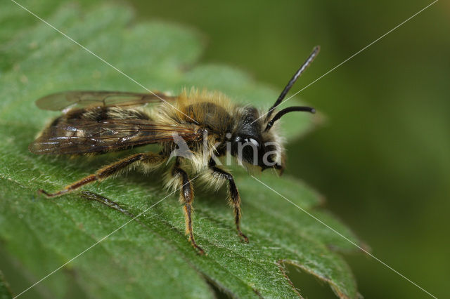 Vosje (Andrena fulva)