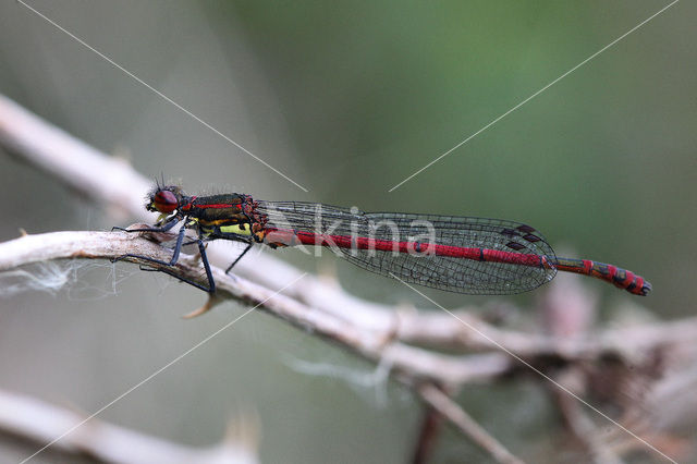 Large Red Damselfly (Pyrrhosoma nymphula)