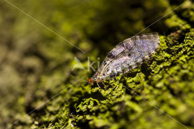 stream lacewing (Osmylus fulvicephalus)