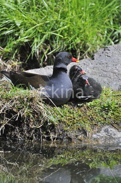 Waterhoen (Gallinula chloropus)