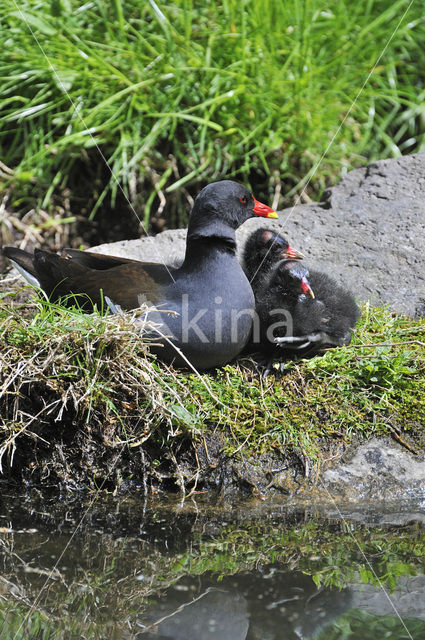 Common Moorhen (Gallinula chloropus)