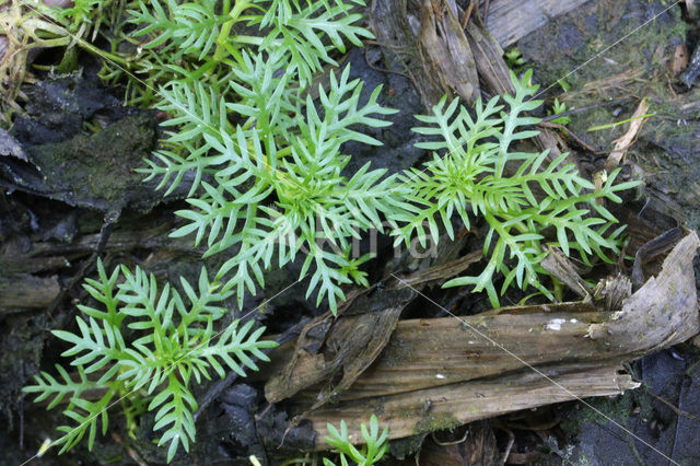 Waterviolet (Hottonia palustris)