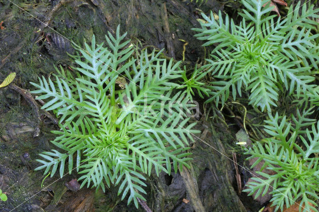 Waterviolier (Hottonia palustris)