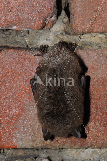 Watervleermuis (Myotis daubentonii)