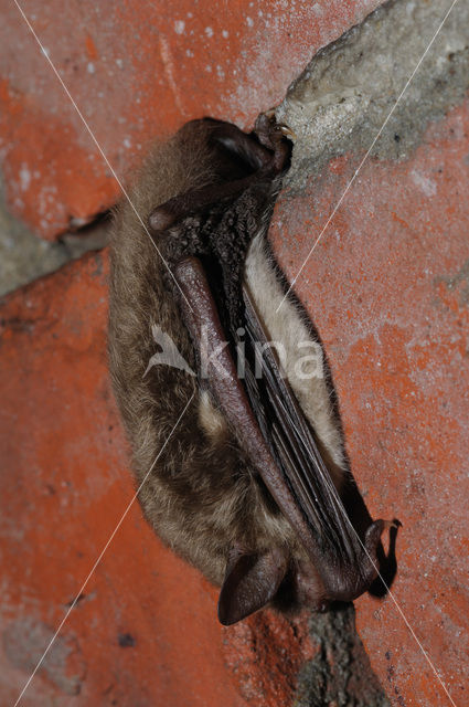 Watervleermuis (Myotis daubentonii)