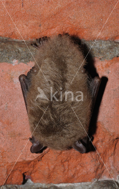 Watervleermuis (Myotis daubentonii)