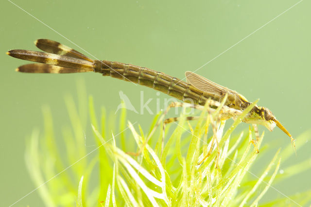 Weidebeekjuffer (Calopteryx splendens)