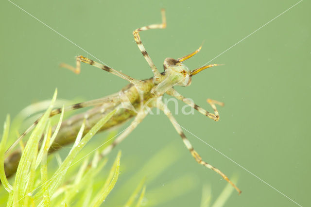 Weidebeekjuffer (Calopteryx splendens)