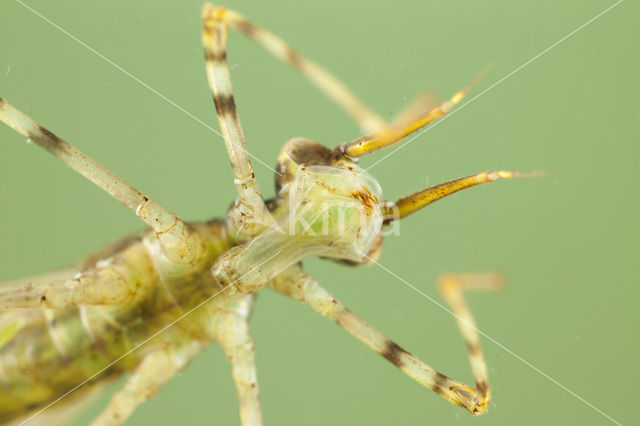 Weidebeekjuffer (Calopteryx splendens)