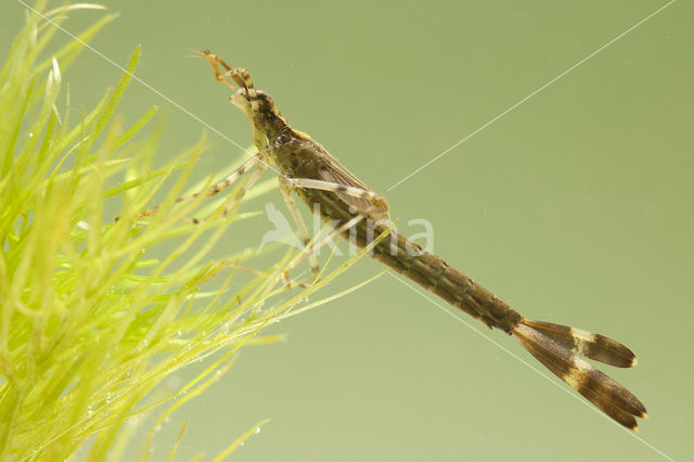 Banded Demoiselle (Calopteryx splendens)