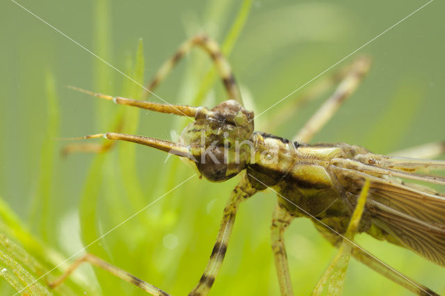 Weidebeekjuffer (Calopteryx splendens)