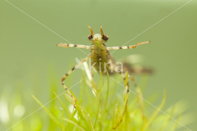 Weidebeekjuffer (Calopteryx splendens)