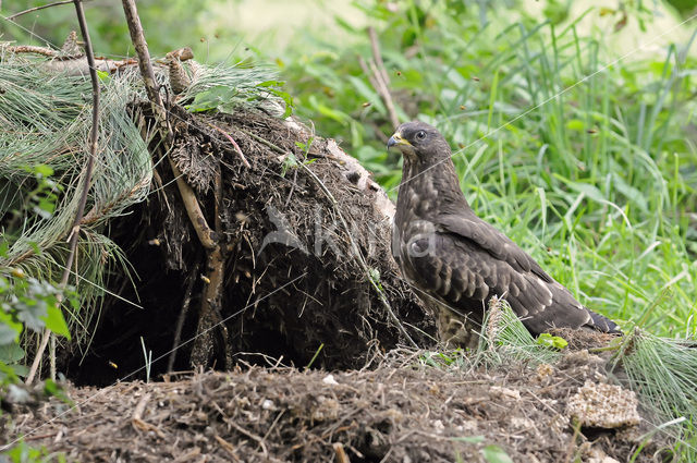 Honey Buzzard (Pernis apivorus)