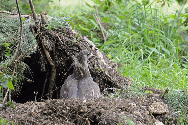 Honey Buzzard (Pernis apivorus)