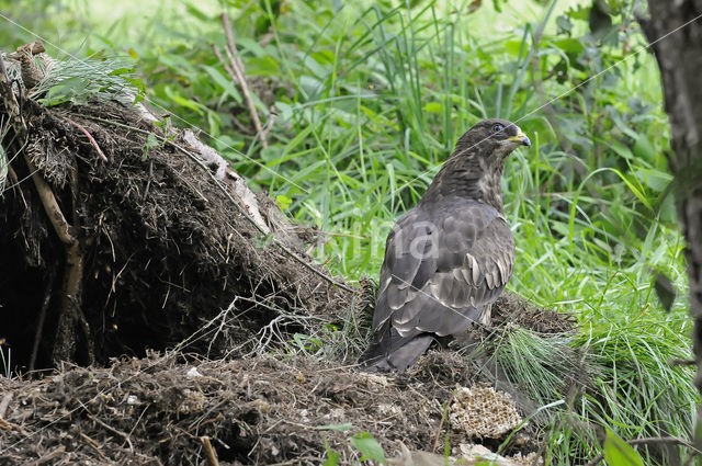 Honey Buzzard (Pernis apivorus)