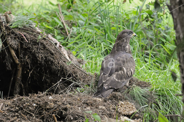 Honey Buzzard (Pernis apivorus)