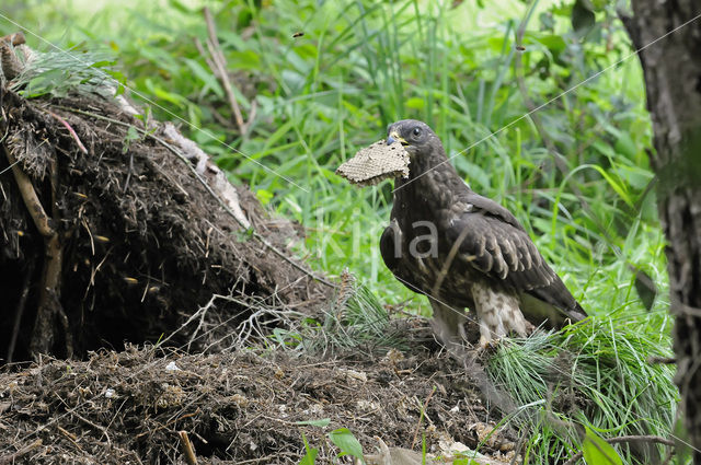 Wespendief (Pernis apivorus)