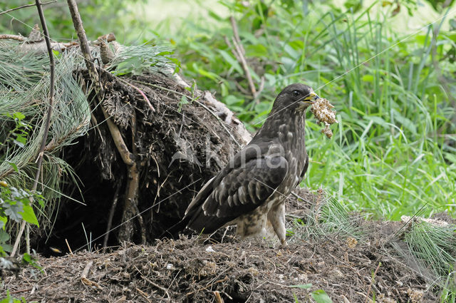 Honey Buzzard (Pernis apivorus)