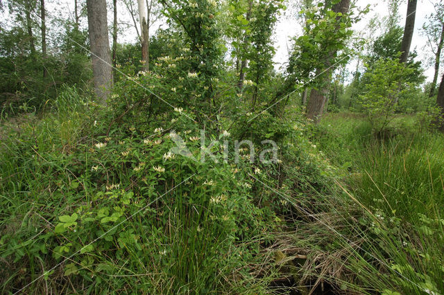 Honeysuckle (Lonicera periclymenum)