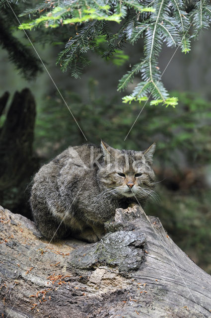 Wilde kat (Felis silvestris)