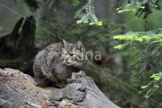 Wilde kat (Felis silvestris)