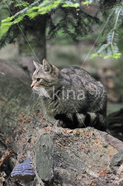 Wilde kat (Felis silvestris)