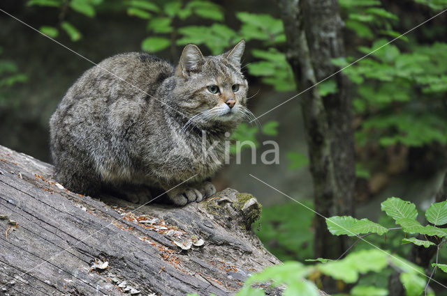 Wilde kat (Felis silvestris)