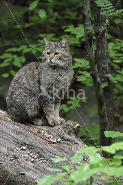 Wilde kat (Felis silvestris)